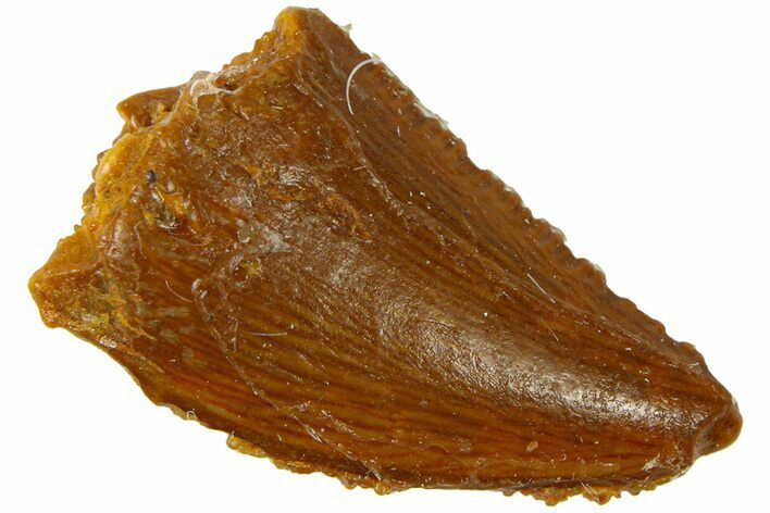 Bargain Raptor Tooth - Real Dinosaur Tooth #300827